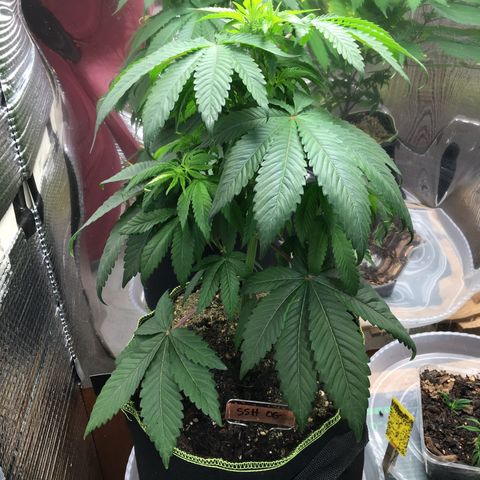 🌚 SSH OG +++ 🌝  ♌️ growlog timeline photo