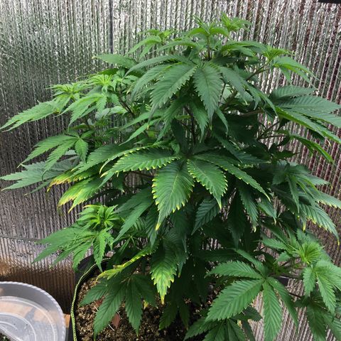 🧀 Cheese 🧀  growlog timeline photo