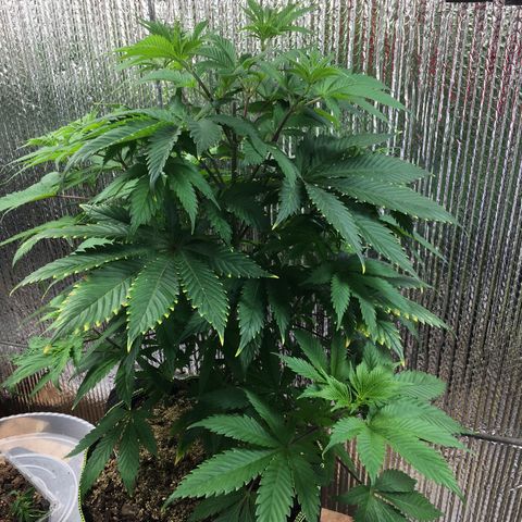 🧀 Cheese 🧀  growlog timeline photo