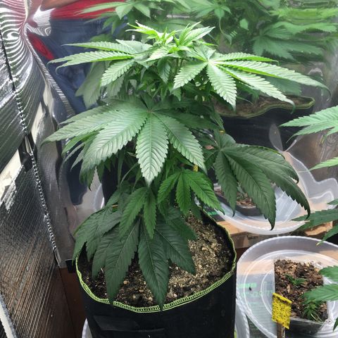 🌚 SSH OG +++ 🌝  ♌️ growlog timeline photo