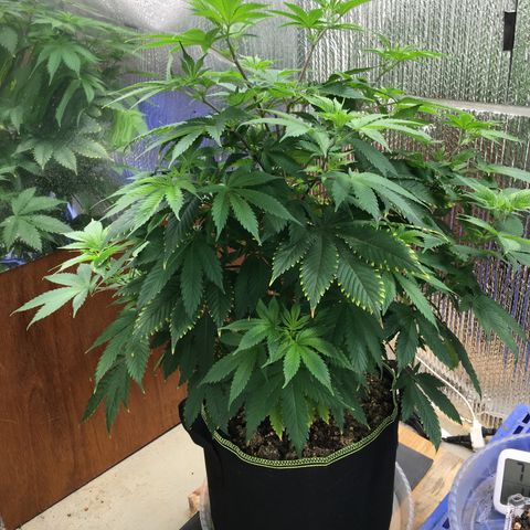 🧀 Cheese 🧀  growlog timeline photo