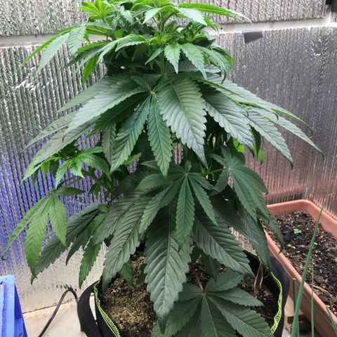🌚 SSH OG +++ 🌝  ♌️ growlog timeline photo