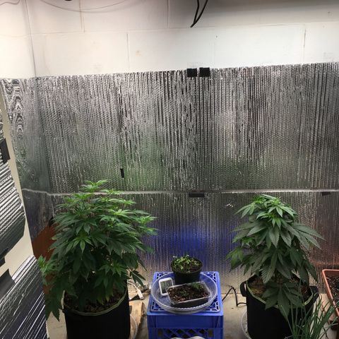 🌚 SSH OG +++ 🌝  ♌️ growlog timeline photo