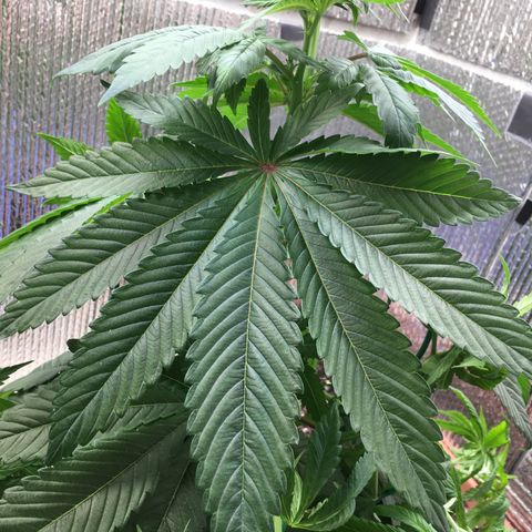 🌚 SSH OG +++ 🌝  ♌️ growlog timeline photo