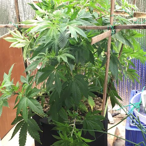 🧀 Cheese 🧀  growlog timeline photo