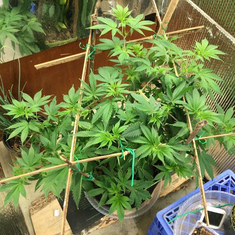 🧀 Cheese 🧀  growlog timeline photo