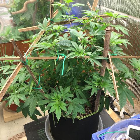 🧀 Cheese 🧀  growlog timeline photo
