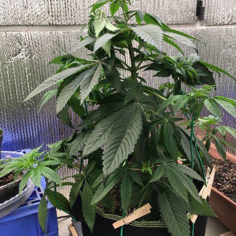 🌚 SSH OG +++ 🌝  ♌️ growlog timeline photo