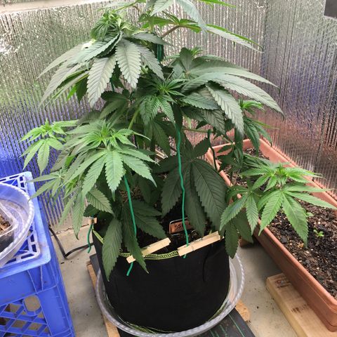 🌚 SSH OG +++ 🌝  ♌️ growlog timeline photo