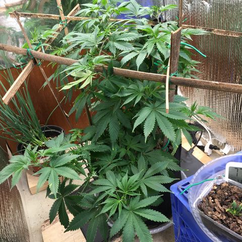 🧀 Cheese 🧀  growlog timeline photo