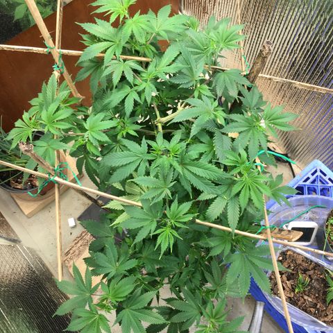 🧀 Cheese 🧀  growlog timeline photo