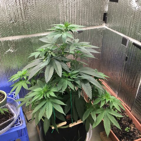 🌚 SSH OG +++ 🌝  ♌️ growlog timeline photo
