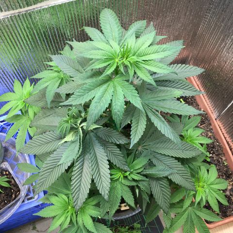 🌚 SSH OG +++ 🌝  ♌️ growlog timeline photo