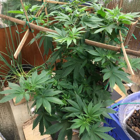 🧀 Cheese 🧀  growlog timeline photo