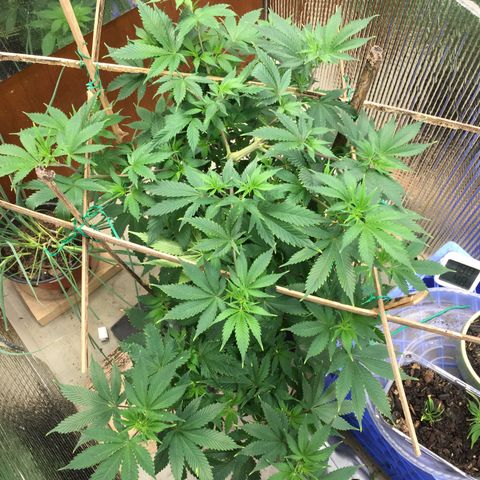 🧀 Cheese 🧀  growlog timeline photo
