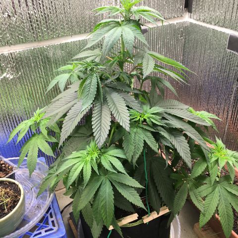 🌚 SSH OG +++ 🌝  ♌️ growlog timeline photo