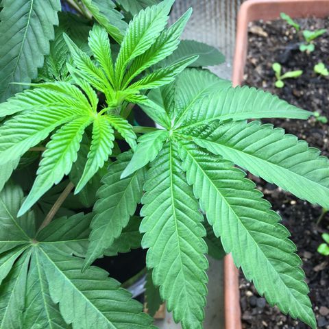 🌚 SSH OG +++ 🌝  ♌️ growlog timeline photo