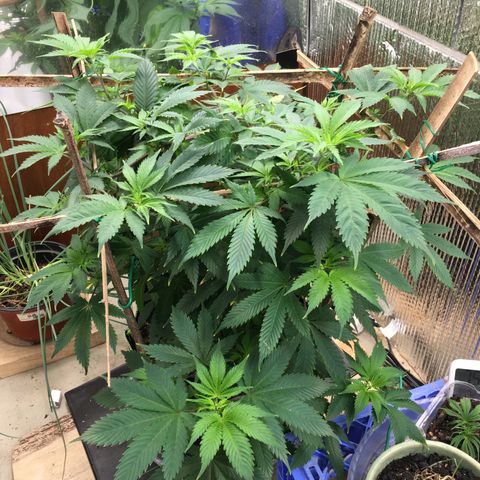 🧀 Cheese 🧀  growlog timeline photo