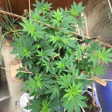 🧀 Cheese 🧀  growlog timeline photo