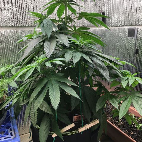 🌚 SSH OG +++ 🌝  ♌️ growlog timeline photo