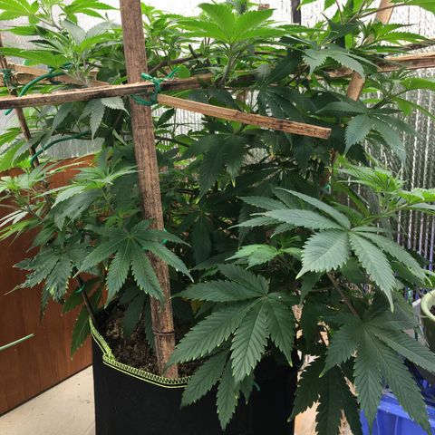 🧀 Cheese 🧀  growlog timeline photo