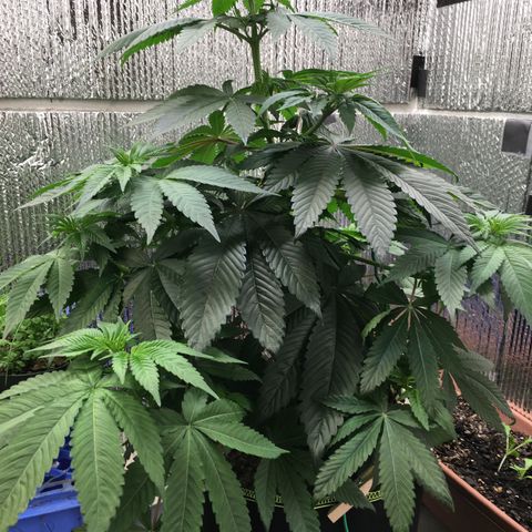 🌚 SSH OG +++ 🌝  ♌️ growlog timeline photo