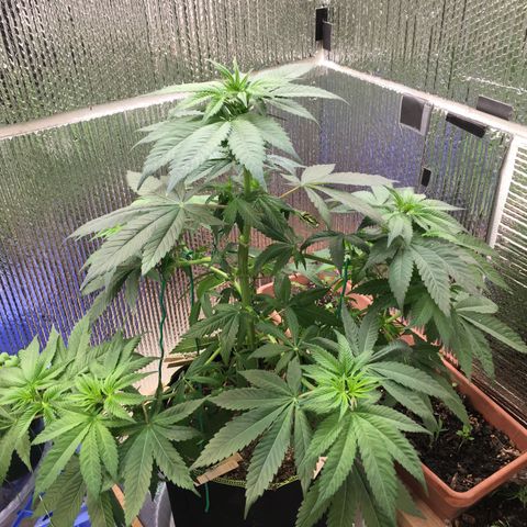 🌚 SSH OG +++ 🌝  ♌️ growlog timeline photo