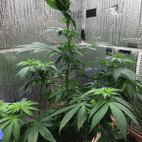 🌚 SSH OG +++ 🌝  ♌️ growlog timeline photo
