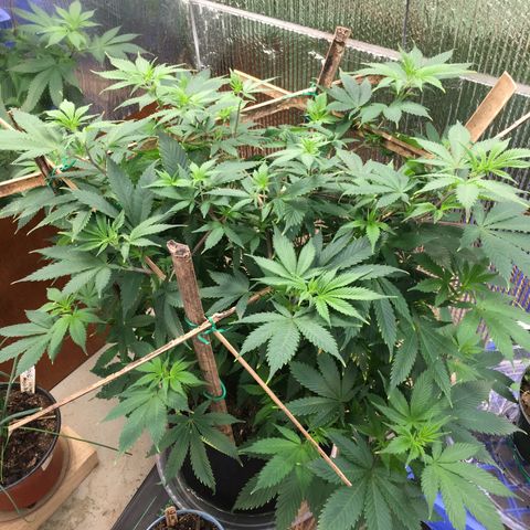 🧀 Cheese 🧀  growlog timeline photo