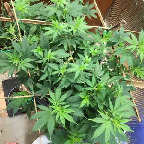 🧀 Cheese 🧀  growlog timeline photo