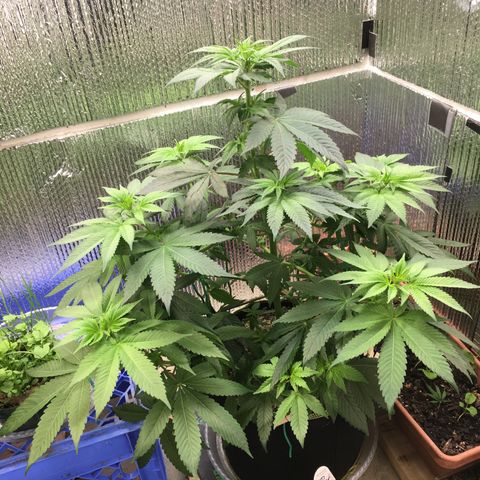 🌚 SSH OG +++ 🌝  ♌️ growlog timeline photo