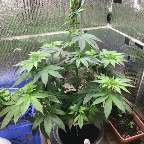 🌚 SSH OG +++ 🌝  ♌️ growlog timeline photo