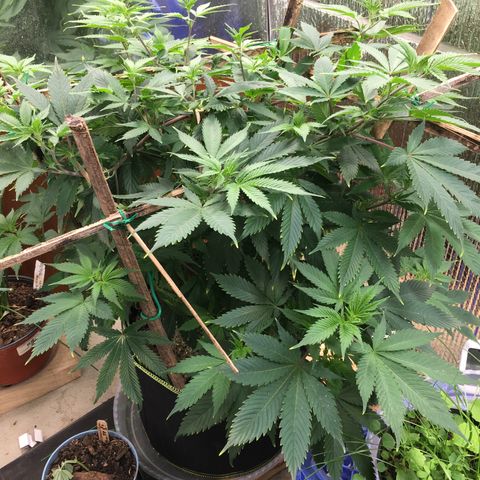 🧀 Cheese 🧀  growlog timeline photo