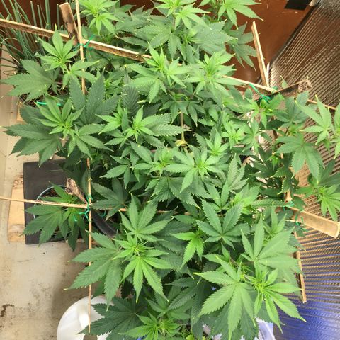 🧀 Cheese 🧀  growlog timeline photo