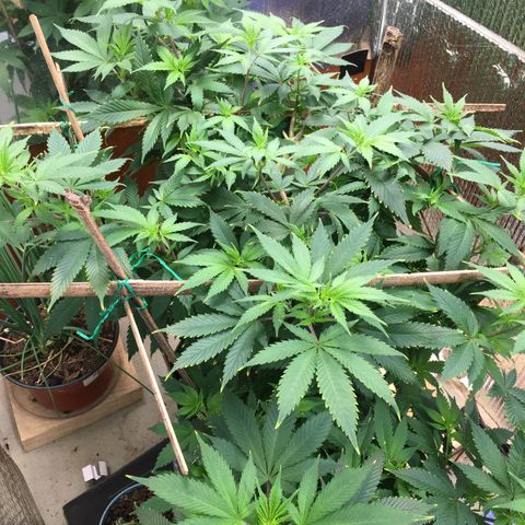 🧀 Cheese 🧀  growlog timeline photo