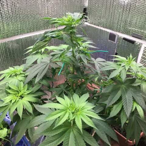 🌚 SSH OG +++ 🌝  ♌️ growlog timeline photo