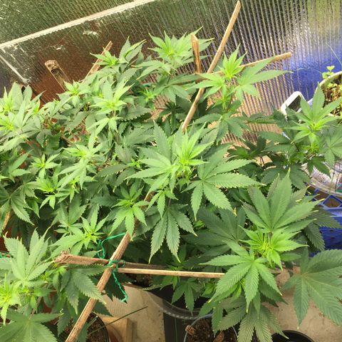 🧀 Cheese 🧀  growlog timeline photo