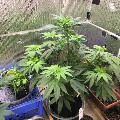 🌚 SSH OG +++ 🌝  ♌️ growlog timeline photo