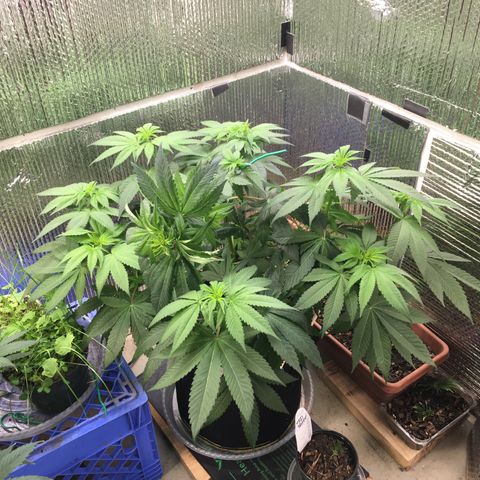 🌚 SSH OG +++ 🌝  ♌️ growlog timeline photo
