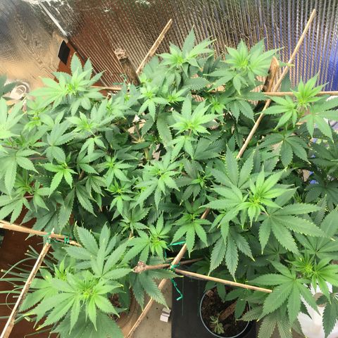 🧀 Cheese 🧀  growlog timeline photo