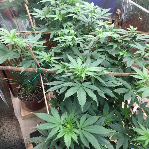 🧀 Cheese 🧀  growlog timeline photo
