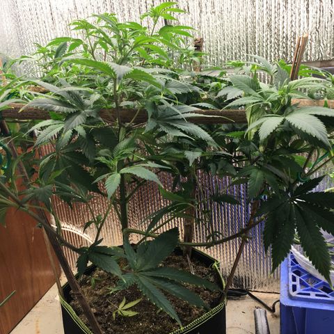 🧀 Cheese 🧀  growlog timeline photo