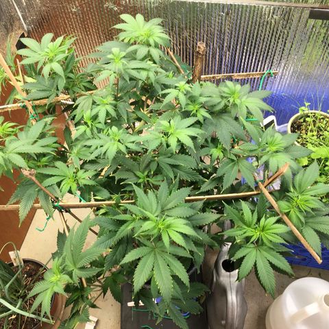 🧀 Cheese 🧀  growlog timeline photo
