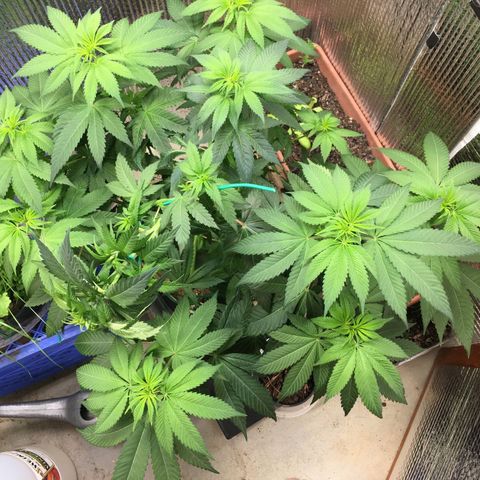 🌚 SSH OG +++ 🌝  ♌️ growlog timeline photo