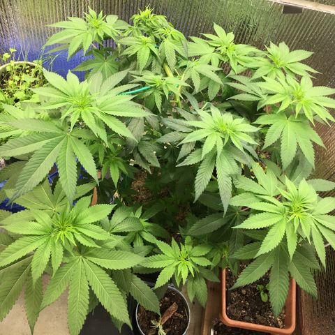 🌚 SSH OG +++ 🌝  ♌️ growlog timeline photo