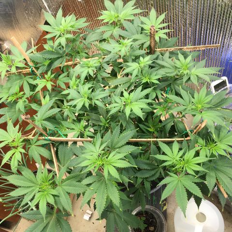 🧀 Cheese 🧀  growlog timeline photo