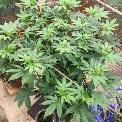 🧀 Cheese 🧀  growlog timeline photo