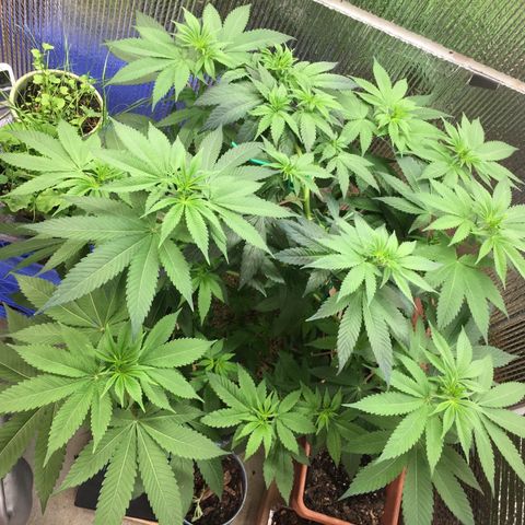 🌚 SSH OG +++ 🌝  ♌️ growlog timeline photo