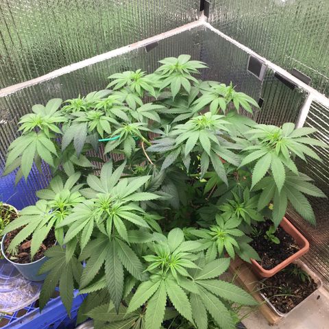 🌚 SSH OG +++ 🌝  ♌️ growlog timeline photo