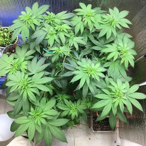 🌚 SSH OG +++ 🌝  ♌️ growlog timeline photo